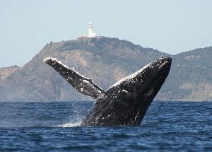 byron bay whale watching