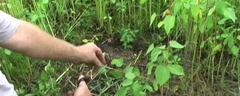 KENAF: How to grow and use.(4:42)